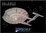 STARSHIP ENTERPRISE NX-01 - EAGLEMOSS STAR TREK STARSHIPS COLLECTION BOX EDITION