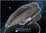 JANEWAY'S ARMORED SHUTTLE - EAGLEMOSS STAR TREK STARSHIPS COLLECTION